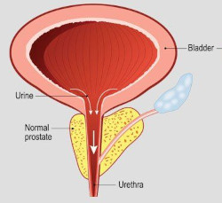 prostate